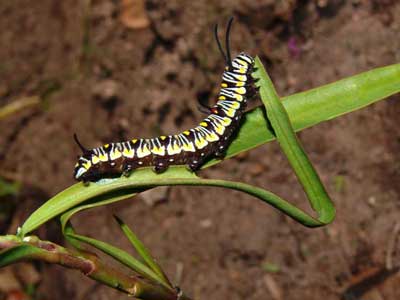 African Monarch Danus caterpillar  Chrysippus aegyptius