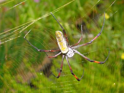 Golden Orb Spider Nephila Sp