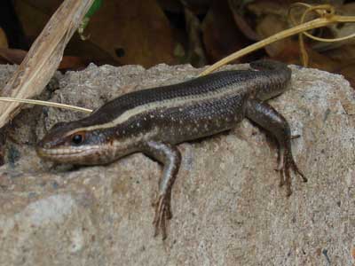 Striped Skink Mabuya striata