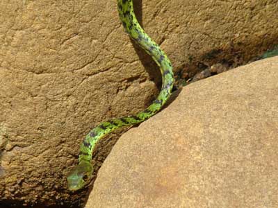 Philothamnus semivariegatus spotted bush snake