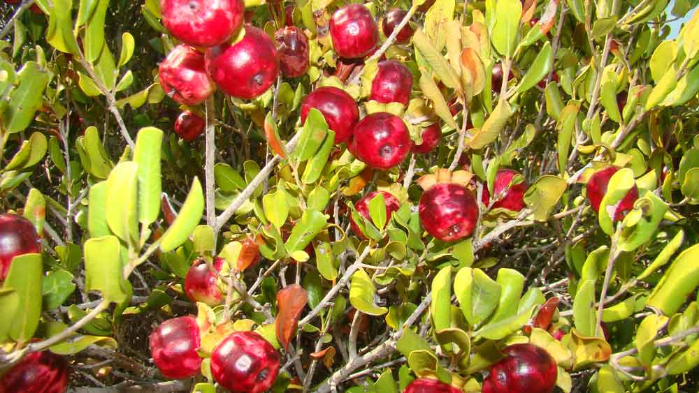 diospyros rotundifolia beguerra island tropical east africa