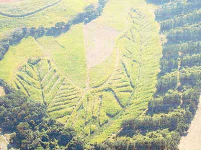 drainage sugarcane destroy wetlandBrettenwood 