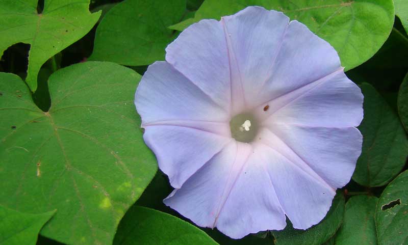 Ipomoea indica invasive alien weed eradication mount moreland wetland home barn swallows