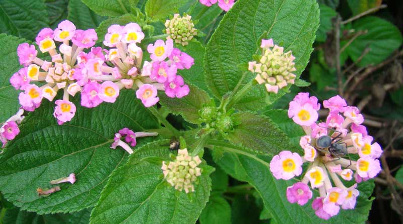 Lantana camara alien invasive plant eradication mount moreland conservancy