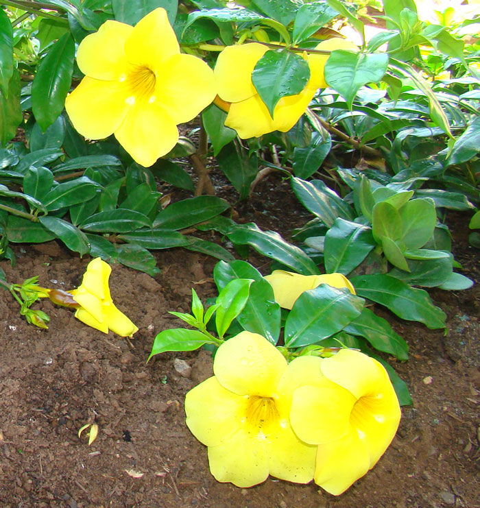 exotic landscape design allamanda flower
