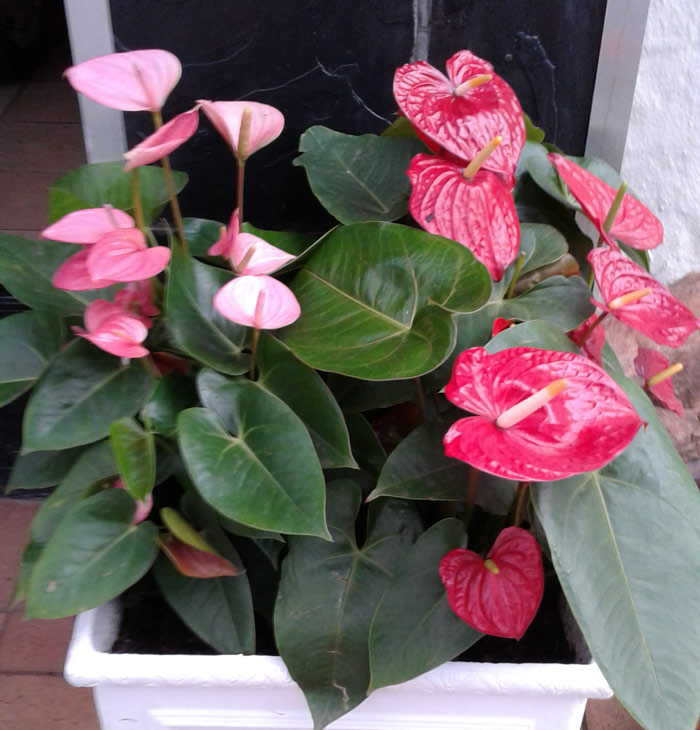 exotic landscape design anthurium ecoman durban