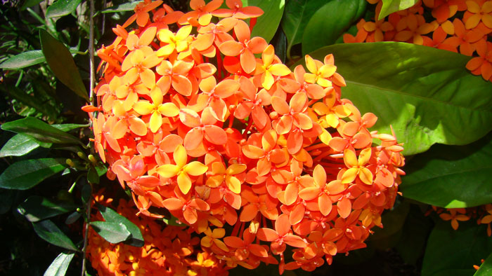 exotic landscape design ixora