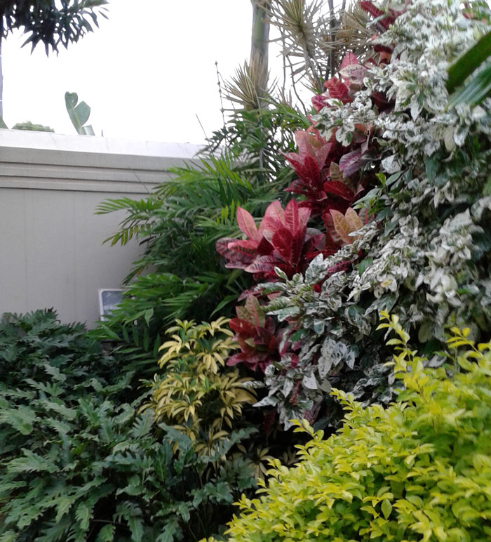 exotic garden design ecoman durban pink croton