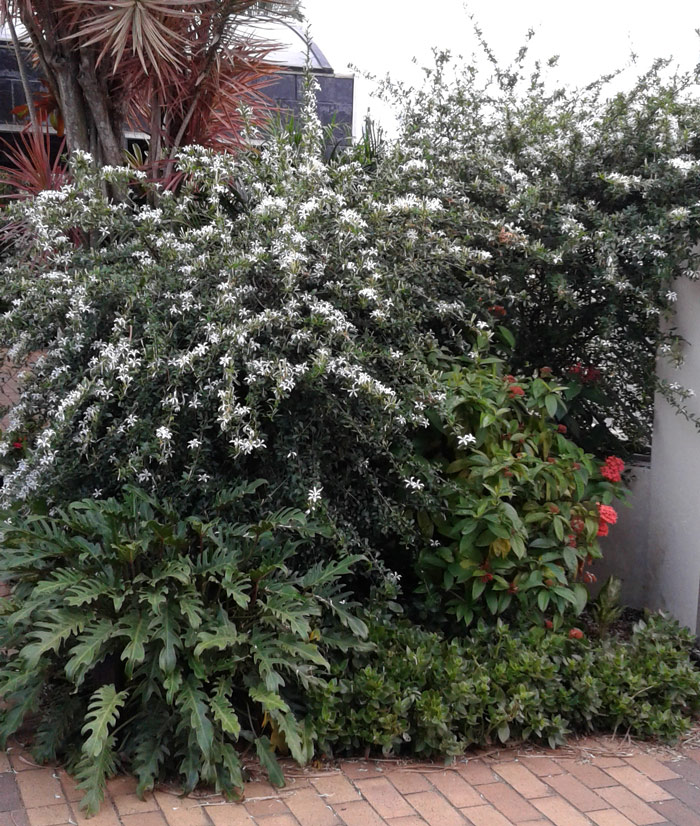 exotic african  beauty turraea obtusifilia