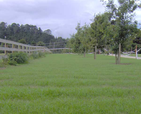 grass 2