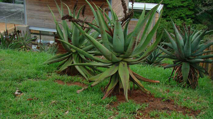 Aloe ferox indigenous landscape garden simbithi eco-estate