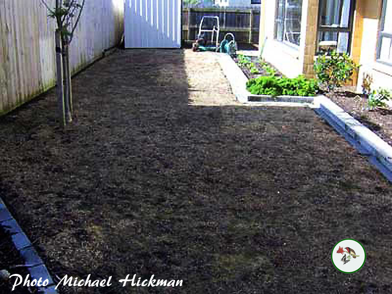 Area after having been sprayed twice with Roundup