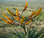 aloe marlothii