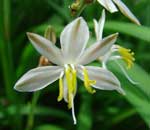 anthericum saundersiae indigenous landscaping design