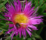 carpobrotus dimidiatus suitable plant for indigenous landscaping