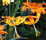 crocrosmia aurea indigenous plant