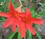 cyrtanthus sanguineus indigenous plant  suitable as pot plant cyrtanthus sanguineus indigenous plant suitable green roof