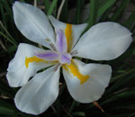 dietes grandiflora