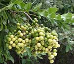 deinbolia oblongifolia