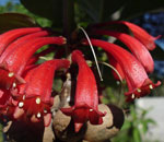 dermatobotrys saundersii indigenous plant