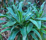Dracaena aletriformis suitable plant for indigenous landscaping