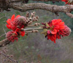 erythrina latissima suitable tree for indigenous landscaping
