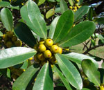 ficus natalensis suitable tree for indigenous landscaping ficus natalensis suitable tree for indigenous landscaping