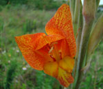 Gladiolus dalenii suitable plant for indigenous landscaping