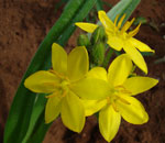 Hypoxis hemerocallidea
