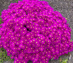 lampranthus multiradiatus