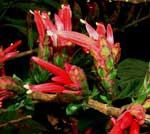 metarungia pubinerva