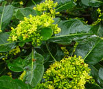 psychotria capensis suitable plant for indigenous landscaping