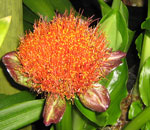 Scadoxus puniceus suitable plant for indigenous landscaping