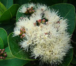 syzigium cordatum suitable tree for indigenous landscaping