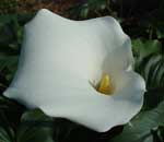 zantedeschia aethiopica suitable plant for indigenous landscaping