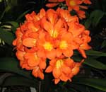 clivia miniata
