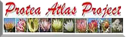 logo protea atlas