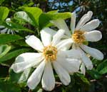 xylotheca kraussiana