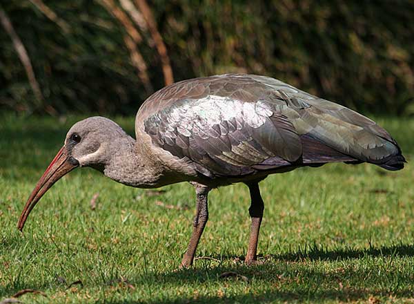 Hadeda Ibis Indigenous bird common in urban gardens Durban