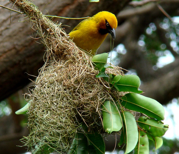 Spectacled Weaver,Ploceus ocularis,indigenous bird