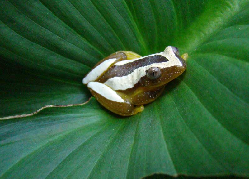 afrixalus fornasinii