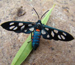 Amata cerbera