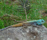 Tree Agama