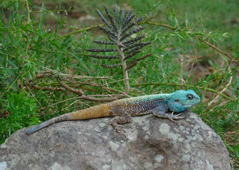 blue head agama