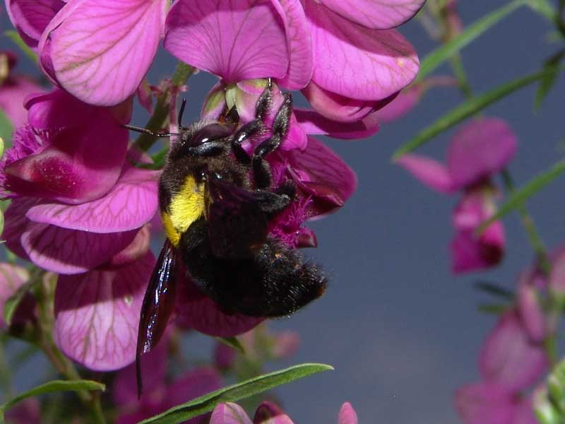carpenter bee xylocopa caffra