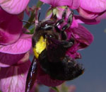 carpenter bee
