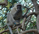 Vervet monkey cercopithecus aethiops