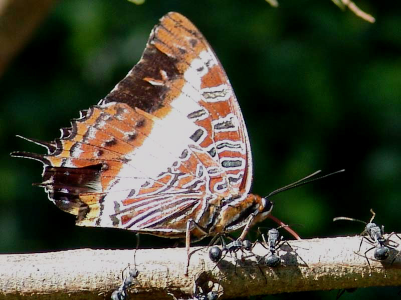 charaxes brutus