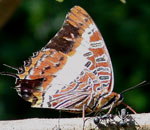Charaxes brutus