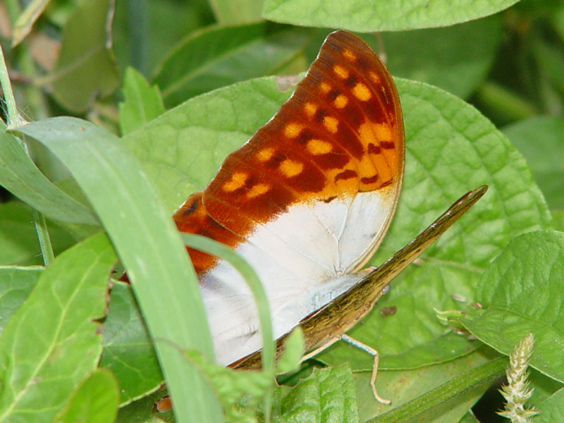 charaxes varanes